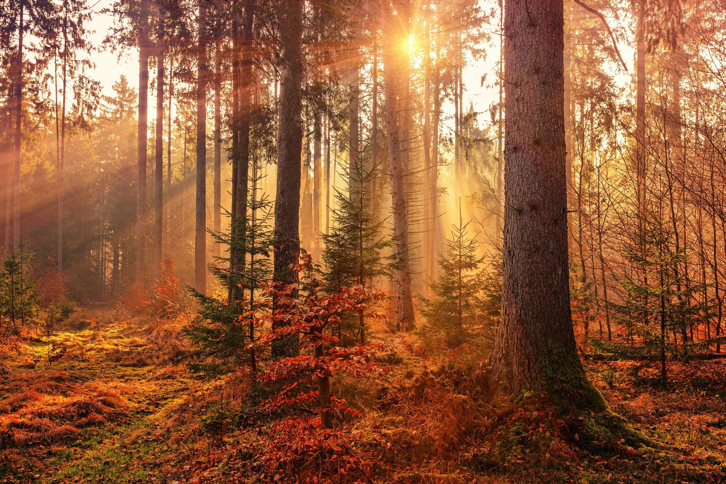 Une forêt d'automne traversée par les rayons du soleil
